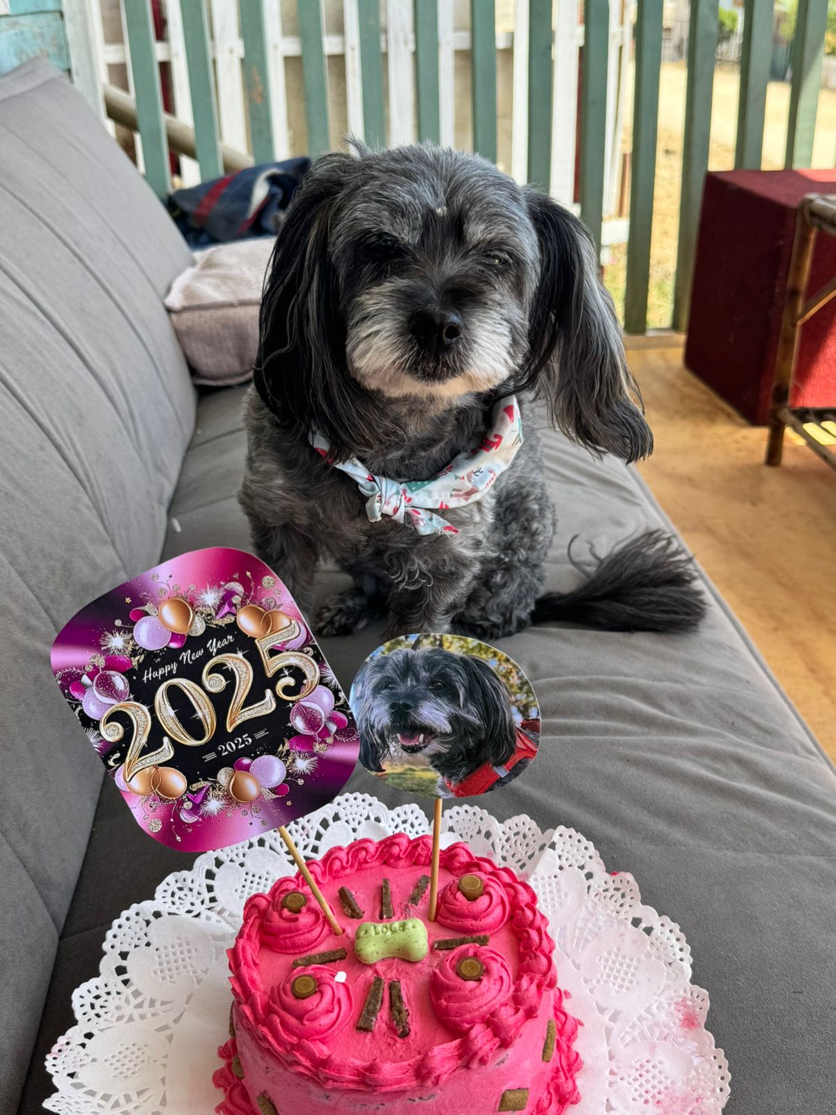 Tortas que Ladran Amor y Ronronean Sabor (Torta Mediana 900gr)🐶🐱